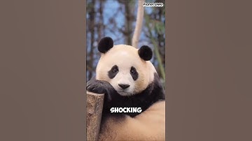 Why Are Pandas SO Clumsy? It