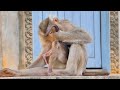 So cute little monkey mono hugs mama getting milk mama take care of baby