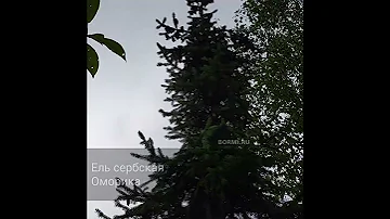 Ель сербская