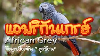 African Grey นกแอฟริกันเกรย์ ข้อมูลเบี้องต้น เกี่ยวกับ #แอฟริกันเกรย์ #นกแก้วแอฟริกันเกรย์