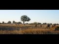 Safari at Splash Camp Okavango Delta