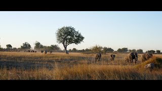 Safari at Splash Camp Okavango Delta