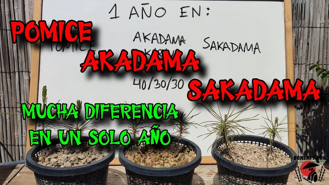 AKADAMA Vs SAKADAMA Vs POMICE en 1 año