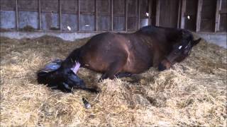 Mare giving birth to all Black stud colt