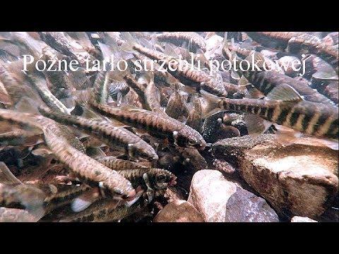 Wideo: Jak Złapać Strzebla