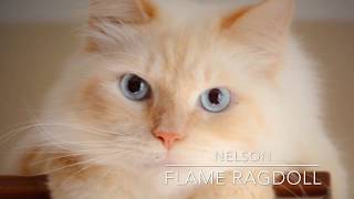 Nelson the AHMAZING Flame Ragdoll