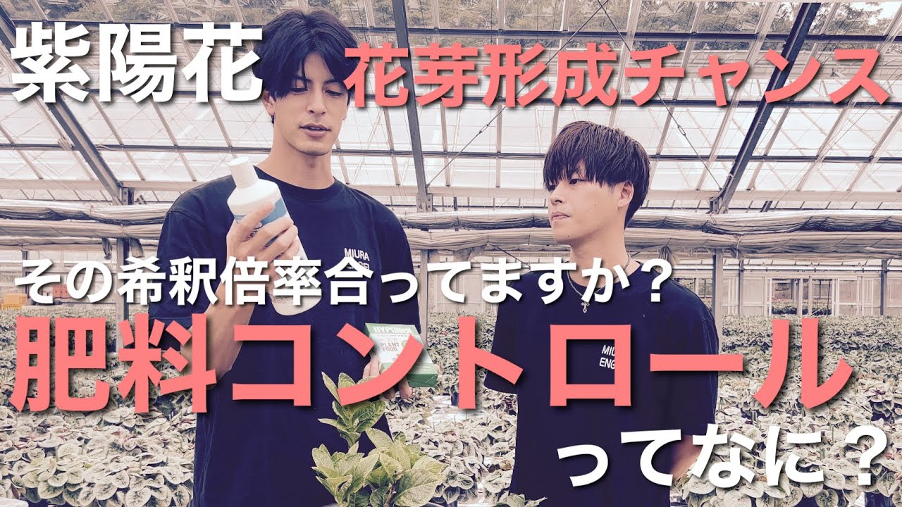 来年の紫陽花はこの時期決まる 綺麗な紫陽花を咲かせる人はみんなやってる肥料の使い方 Youtube