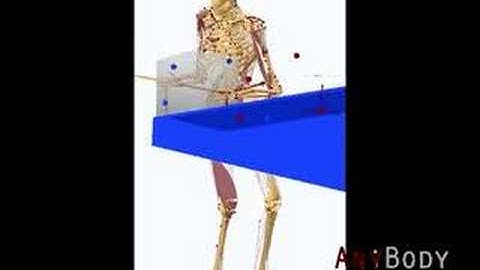 AnyBody Example: Sideways Rotation Model