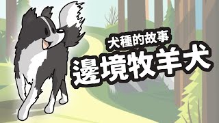 狗與鹿 犬種的故事1 邊境牧羊犬狗界唯一會用眼神控制動物、超高智商背後的神奇故事