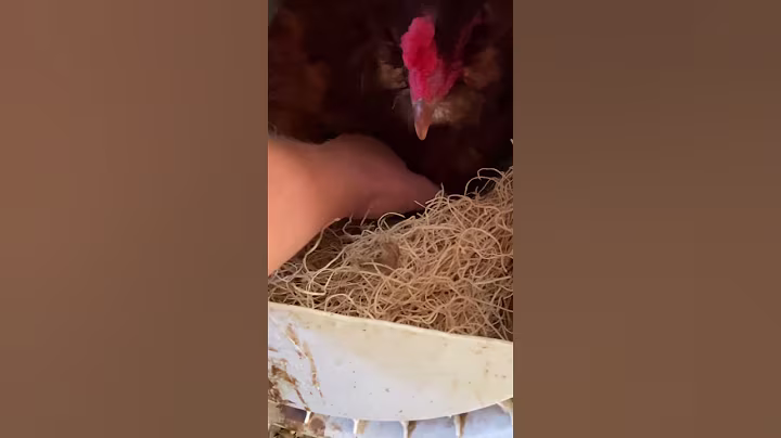 Farm Fresh Egg Collecting | Colorful Eggs from Happy Chickens #eggs