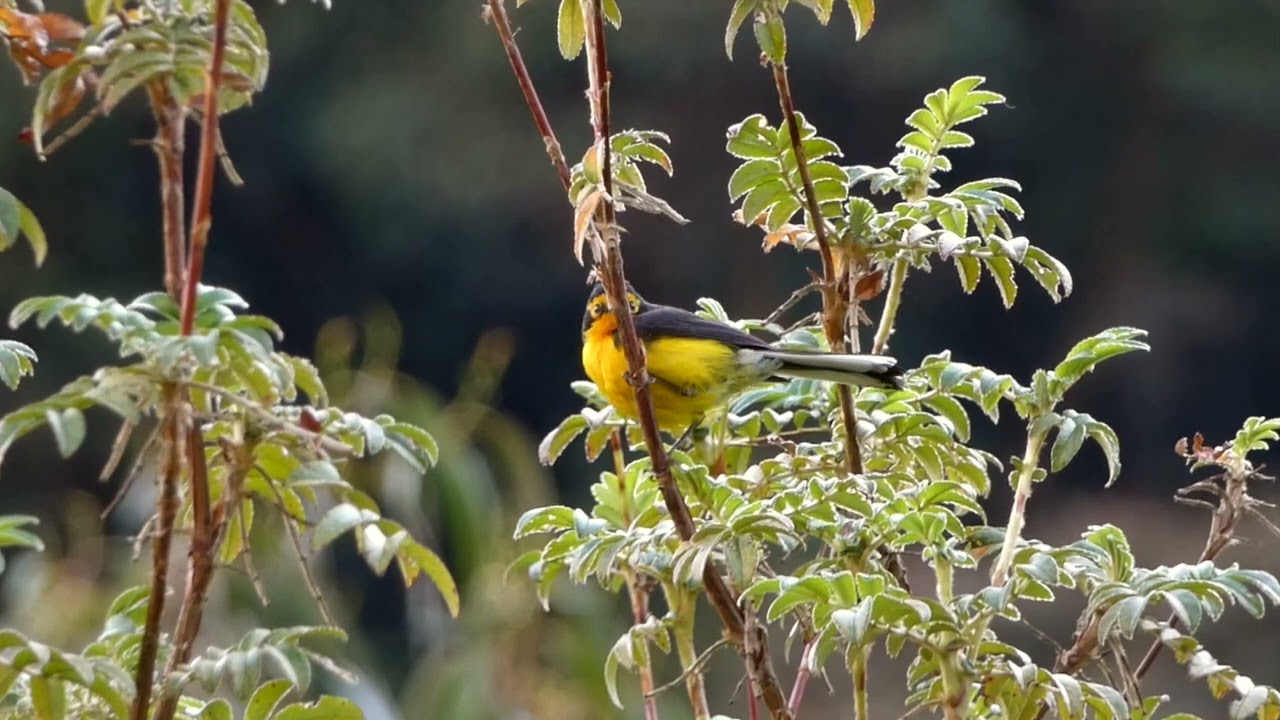 Spectacled Whitestart on the Vitcos-Machu Picchu Trek
