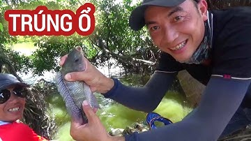 Câu cá 74 l Câu trúng ổ cá rô phi giật sái tay l CẦN THỦ ĐẤT CẢNG