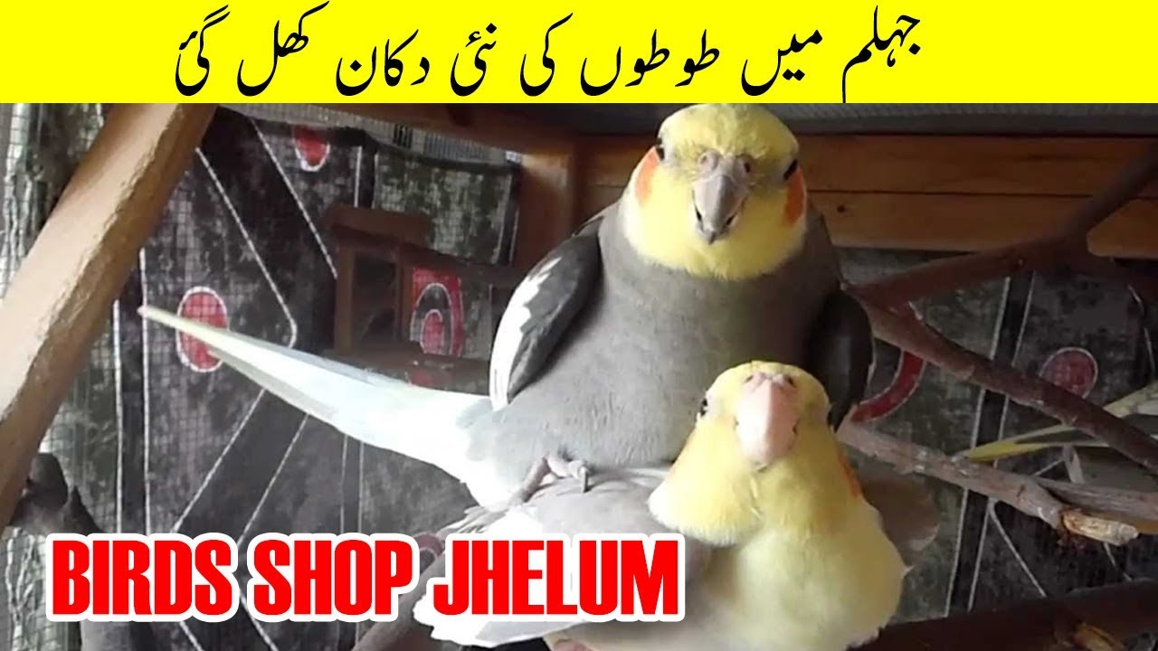 A Visit to Parrot Shop in Jhelum Parrots Prices in Jhelum YouTube