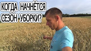 12 июля. Еду смотреть все засеянные поля. Когда начнём убирать?