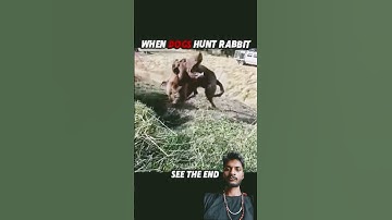#animals #pitbull #wildlife #funny #dog #youtube