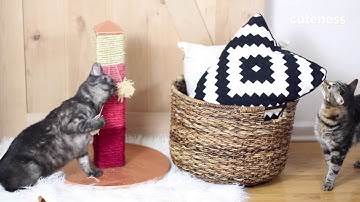How To Make A Trendy Cat Scratch Post - Cuteness.com