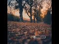 موسيقى الخريف حالات واتس اب موسيقى الخريف حالات واتس اب