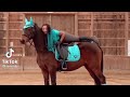 equestrian tiktok compilation / part 29