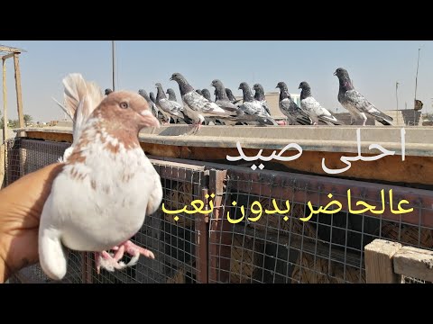 مطيار تور حبريات فقط واحلى صيد ليفوتكم