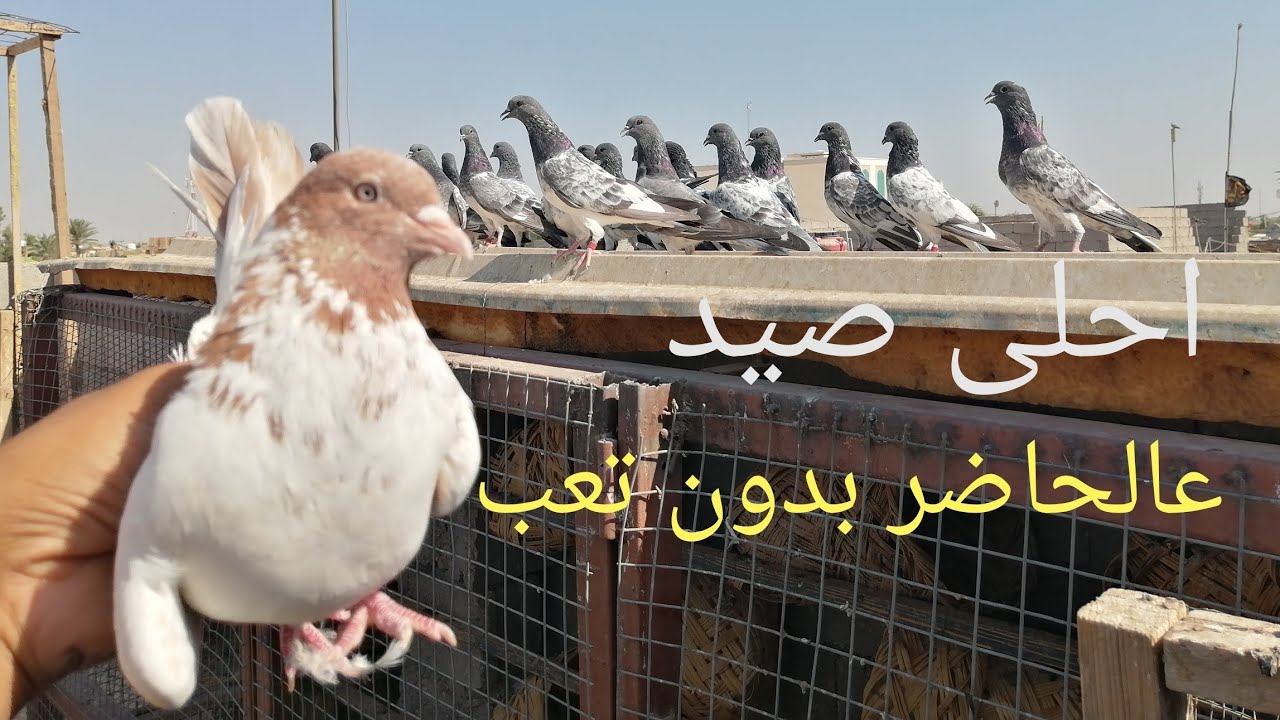 مطيار تور حبريات فقط.. واحلى صيد ليفوتكم