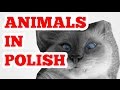 POLISH ZOO - cats cutlet