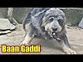 Himalyan Sheep Dogs &quot; Best Guard Dogs In Uttarakhand and Himachal&quot;   Rikhu Or Chetu 7 Months
