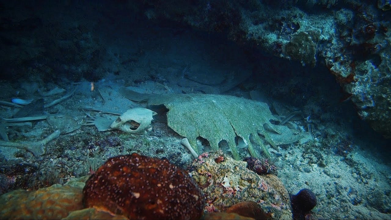DIVING Bunaken Island Manado North Sulawesi -  INDONESIA