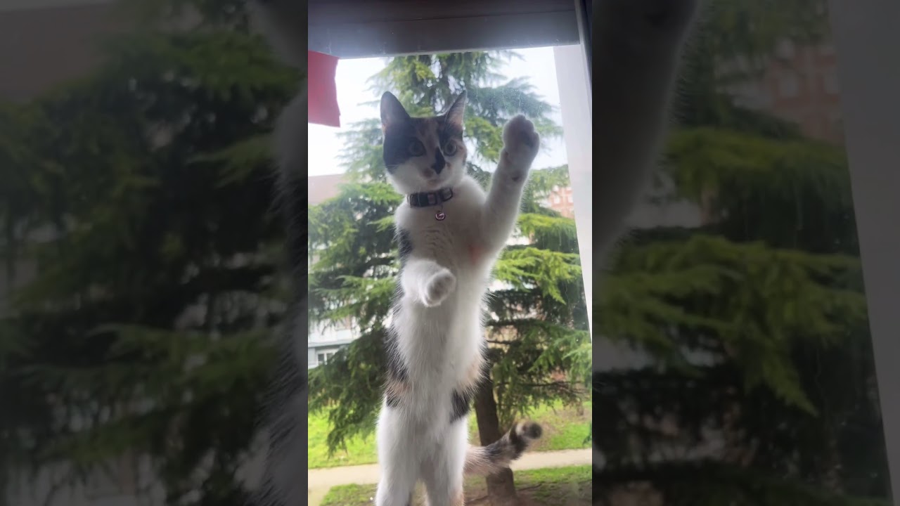 #cat#. she won&rsquo;t come inside🙂