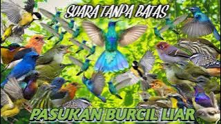 suara pikat burung kecil liar ribut‼️ MP3 ini bisa menghasilkan banyak burung