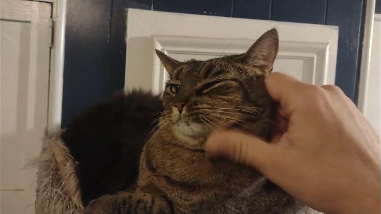 The snuggle is real YouTube