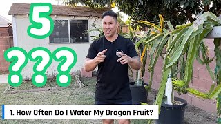 5 Common Questions Many New Dragon Fruit Growers Usually Ask! Subscribers' Submissions