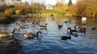 Duck sounds with quacking and splashing on the river