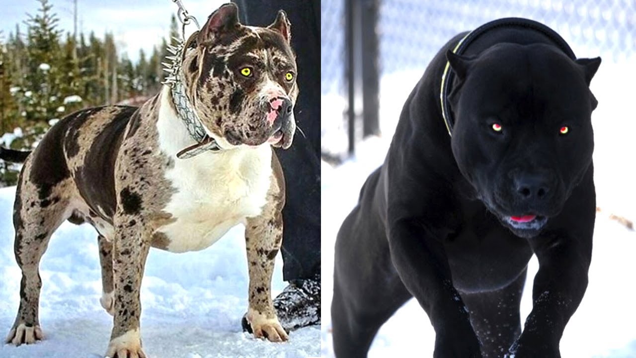 10 сильных собак. Кане Корсо бойцовская. Cane Corso бойцовские. Ирландский питбуль мастиф. Бойцовский дог.