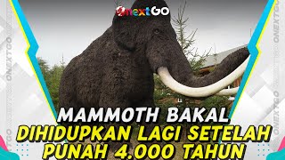 Ilmuwan Bakal Hidupkan Lagi Mammoth yang Punah 4.000 Tahun Lalu | Onext GO