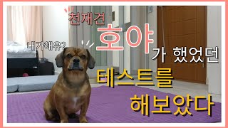 천재견 호야가 했었던 테스트를 해보았어요! 뭉이도 천재견이 될수있을까요?!