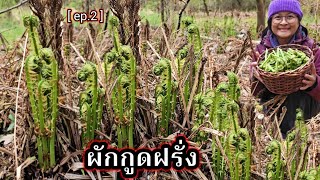 เก็บผักกูด รอบสอง หักดังเป๊าะๆ ยอดอ่อนๆกว่าเดิม  | คนไทยในต่างแดน เก็บผักต่างประเทศ