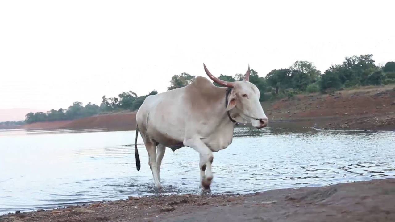 Funny cow in water cow fight cow video for kids more cows for 