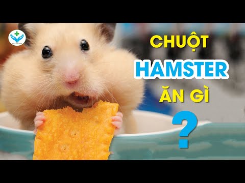 Video: Chuột ăn gì? Chuột ăn gì trong tự nhiên?