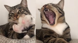 Funniest Cats 😹 - Don't try to hold back Laughter 😂 - Funny Cats Life #1 by ANIMALS TAIL 120 views 3 years ago 3 minutes, 36 seconds