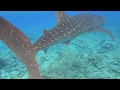 Fihalhohi Island Resort, Whale Shark Trip 2020