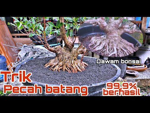 Cara ampuh pecah Batang Bonsai ficus kimeng//dijamin berhasil,,!!!!