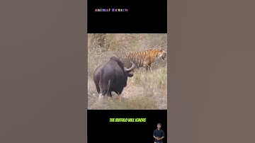 Đến hổ phải chào thua với con trâu điên này - The tiger saw the buffalo and ran away #animals