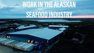 Inside look at the Alaskan seafood industry-Silver Bay Seafoods-