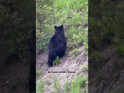 BEAR ENCOUNTER in YELLOWSTONE #bears #bear #yellowstone #wildlife #animalshorts