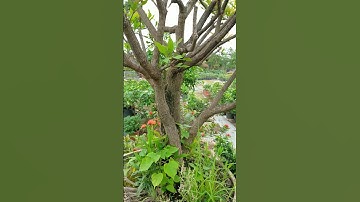 Bán cặp lộc vừng KHỦNG thuần chậu 0977973535