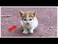 I Tried to Save a Kitten. My First Mistake Almost Cost Its Life 😨#rescue #rescueefforts #cat