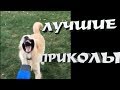 ЛУЧШИЕ ПРИКОЛЫ ЮМОР 2017