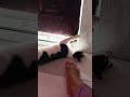 #kucing #cat #shortvideo