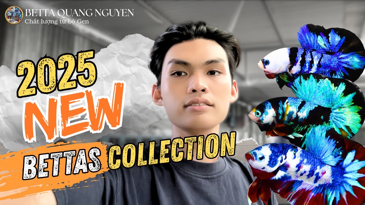 2025 Betta Fish Collection – Stunning New Colors You’ve Never Seen!
