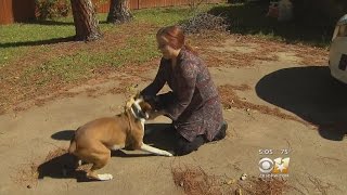 Emergency Crews Save A Pair Of Pets From An Apartment Fire